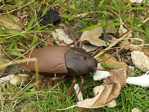 Infrared telecontrol cockroach